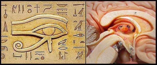 El ojo de Horus, o el ojo de la conciencia? la pituitaria como puerta a lo no visible!